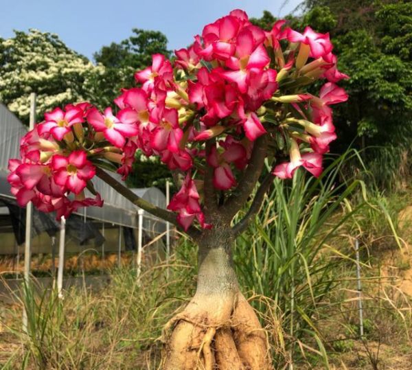 沙漠玫瑰这样养，枝繁叶茂，“大象腿”上全是花，一次就“开爆”