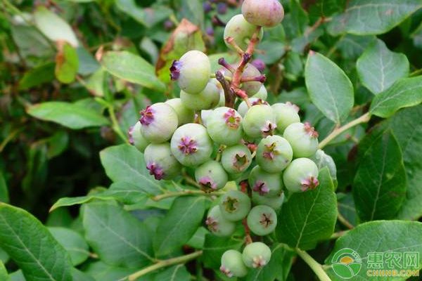 盆栽蓝莓有哪些病虫害？盆栽蓝莓常见病虫害防治技巧-图片版权归惠农网所有