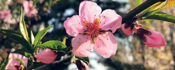 桃花是什么意思，桃花的图片