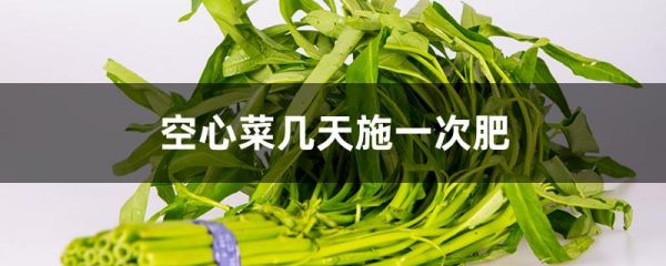 空心菜几天施一次肥