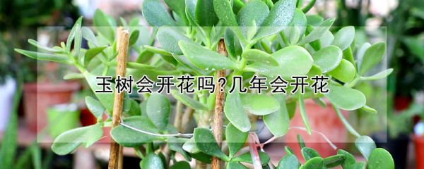 玉树会开花吗?几年会开花