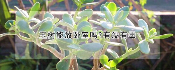 玉树能放卧室吗?有没有毒