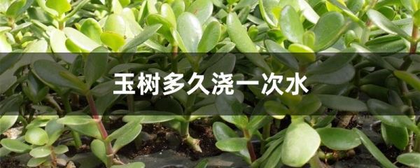 玉树多久浇一次水