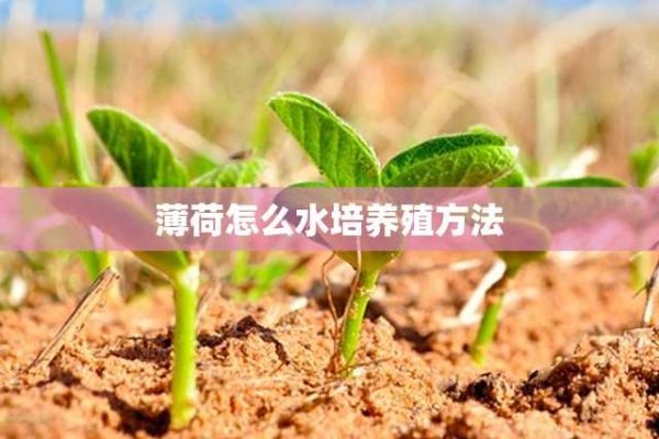 薄荷怎么水培养殖方法 第1张