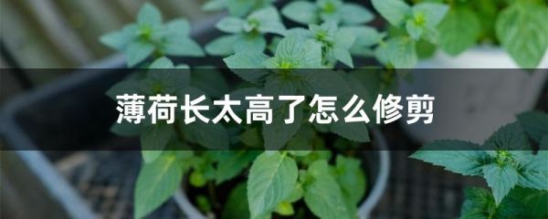 薄荷长太高了怎么修剪