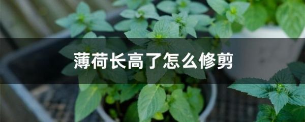 薄荷长高了怎么修剪