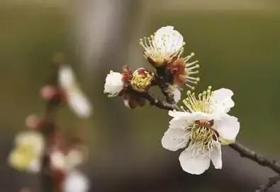 带上最全“识花图”，去寻找南京醉美的春天！