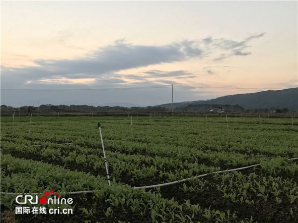 广西平南：蔬菜种植助增收 脱贫致富正当时