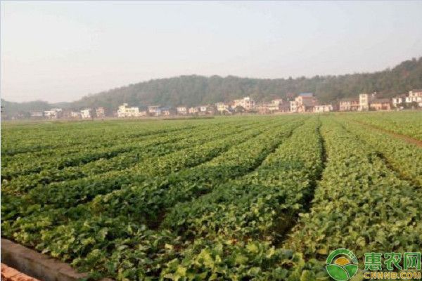 油菜科学施肥管理方法-图片版权归惠农网所有