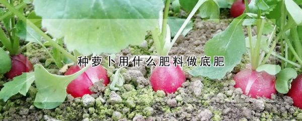 种萝卜用什么肥料做底肥