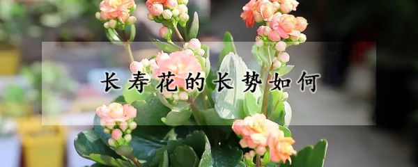 长寿花的长势如何