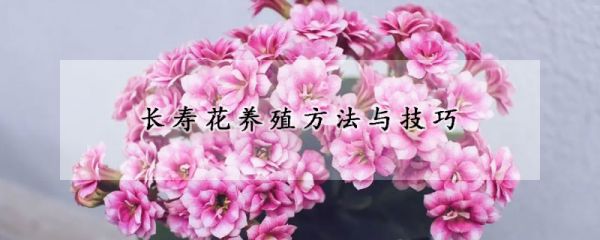 长寿花养殖方法与技巧