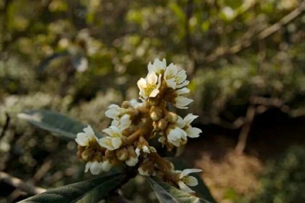 西山岛枇杷花悄然绽放，“冬蜜”又香又甜