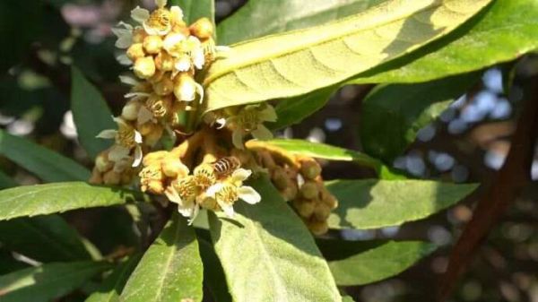 西山岛枇杷花悄然绽放，“冬蜜”又香又甜