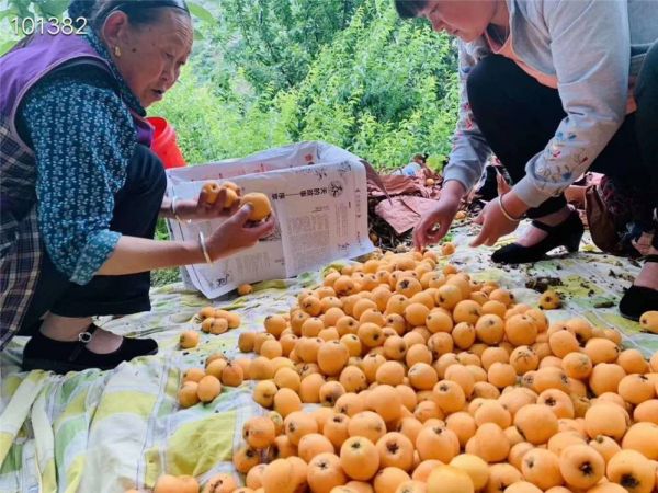 凉山枇杷树苗_凉山枇杷树苗种植基地_凉山枇杷树苗供应