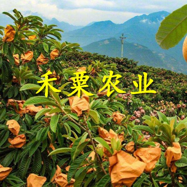 宜昌大五星枇杷树苗苗圃基地。大五星枇杷树苗种植基地