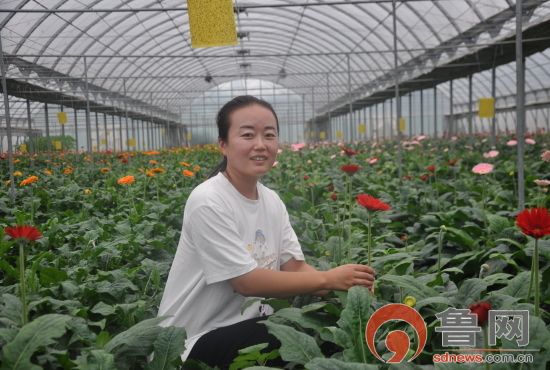 临沂市临沭县郑山街道扶郎花变脱贫花俏销市场