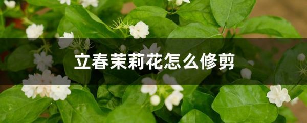 立春茉莉花怎么修剪