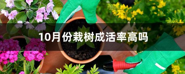 10月份栽树成活率高吗