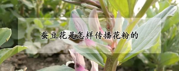 蚕豆花是怎样传播花粉的