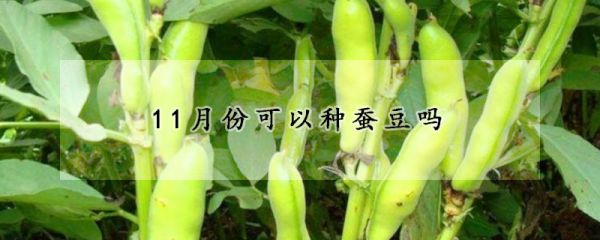 11月份可以种蚕豆吗