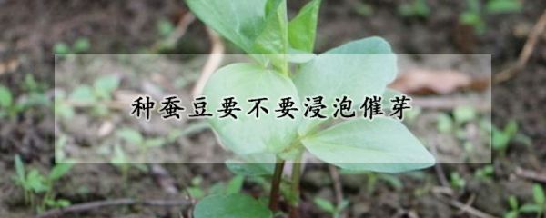 种蚕豆要不要浸泡催芽