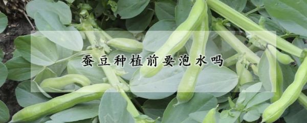 蚕豆种植前要泡水吗