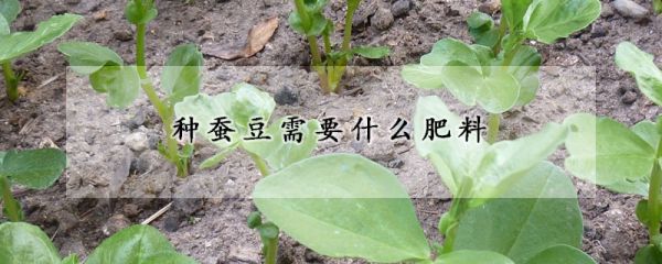 种蚕豆需要什么肥料