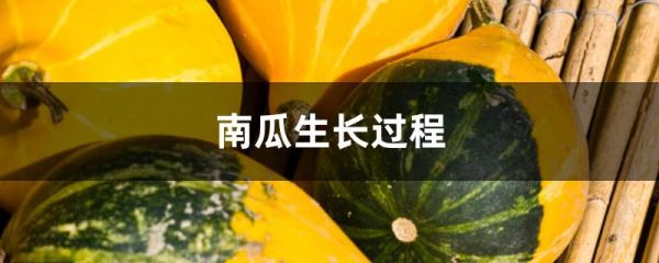 南瓜生长过程