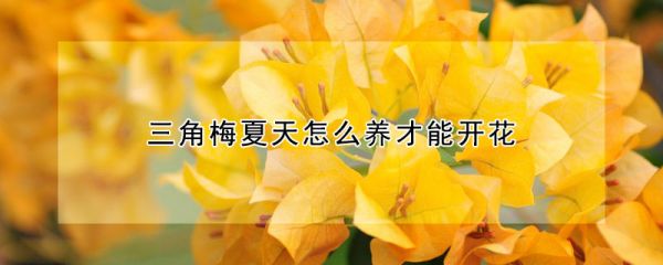 三角梅夏天怎么养才能开花