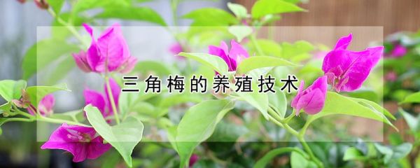 三角梅的养殖技术