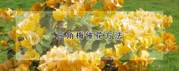 三角梅催花方法