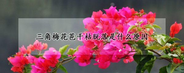 三角梅花苞干枯脱落是什么原因