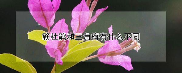 簕杜鹃和三角梅有什么不同