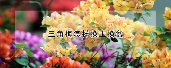 三角梅怎样换土换盆