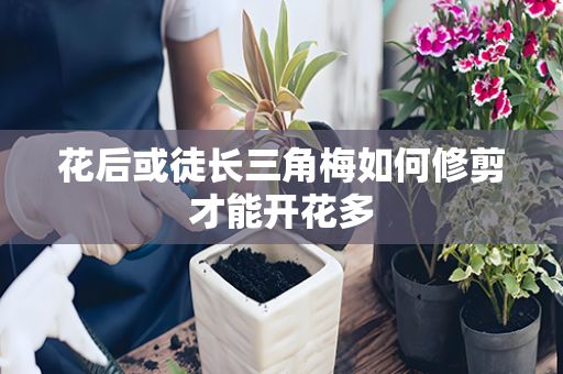 花后或徒长三角梅如何修剪才能开花多