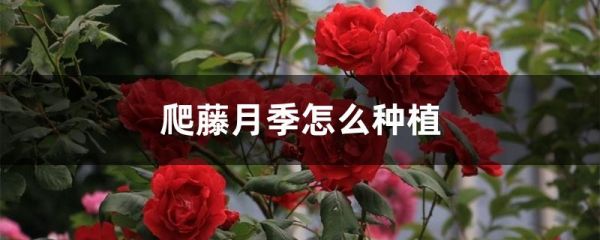 爬藤月季怎么种植