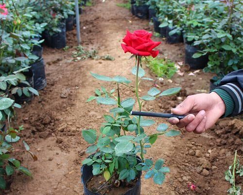 如何栽培月季花盆栽（月季盆栽种植方法与技巧）