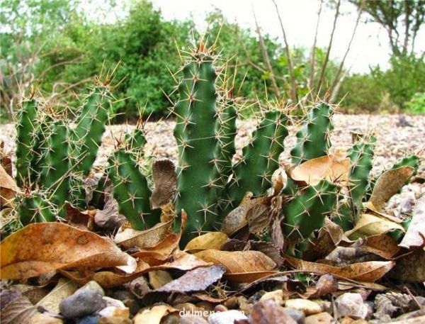 金龙 Echinocereus berlandieri