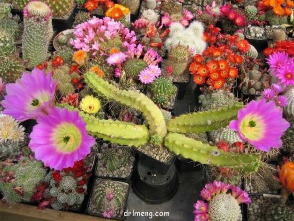 金龙 Echinocereus berlandieri