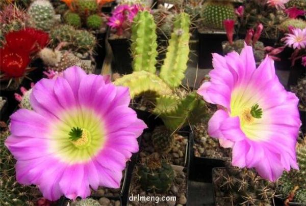 金龙 Echinocereus berlandieri