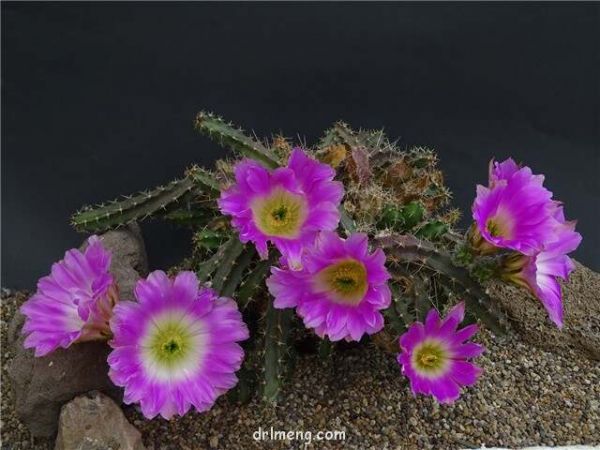 金龙 Echinocereus berlandieri