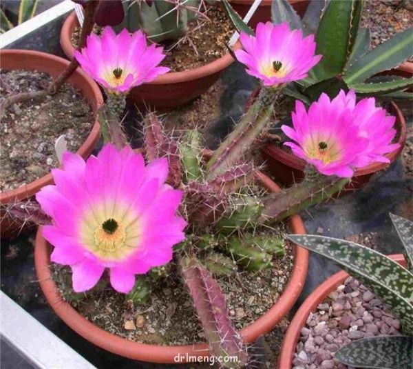 金龙 Echinocereus berlandieri