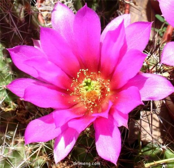 Echinocereus blanckii玄武/花守 