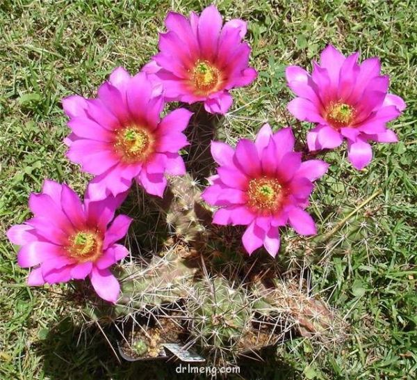 Echinocereus blanckii玄武/花守 