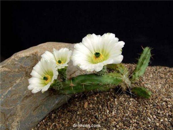 白花变种 Echinocereus berlandieri v