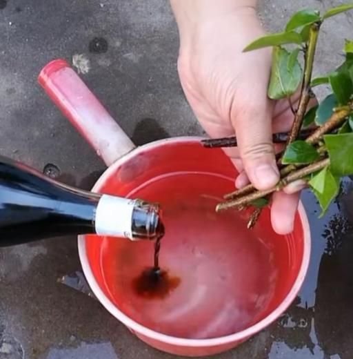 想要花草生根快？跟着学