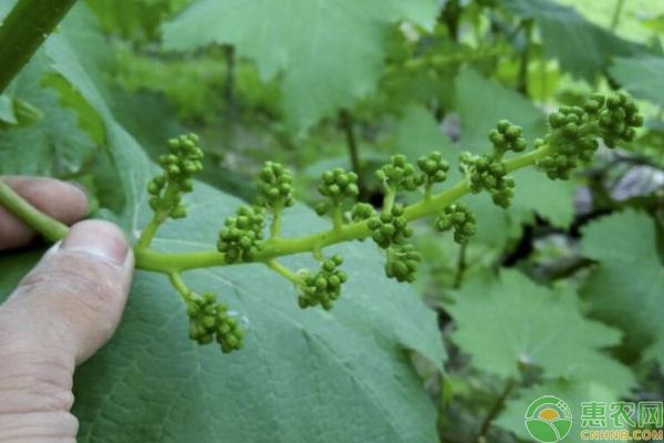 葡萄种植如何拉花？云南葡萄种植高手分享水肥拉花技巧-图片版权归惠农网所有