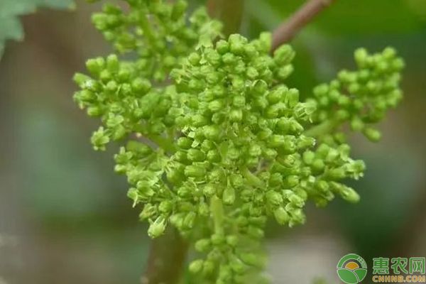 葡萄种植如何拉花？云南葡萄种植高手分享水肥拉花技巧-图片版权归惠农网所有