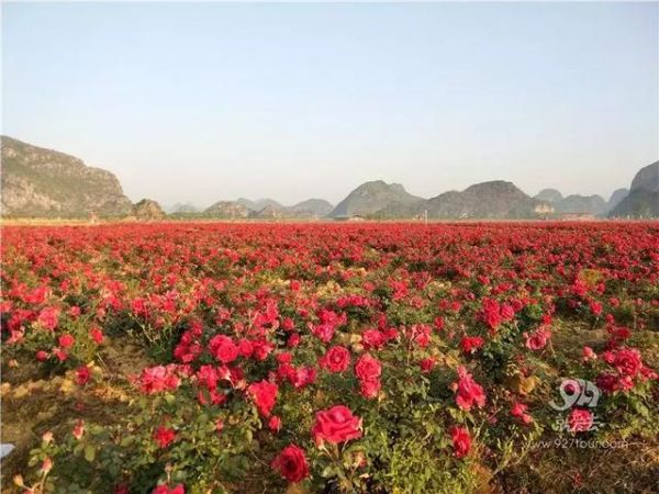 依托玫瑰种植 带动乡村旅游发展：普者黑玫瑰庄园玩出“新花样”